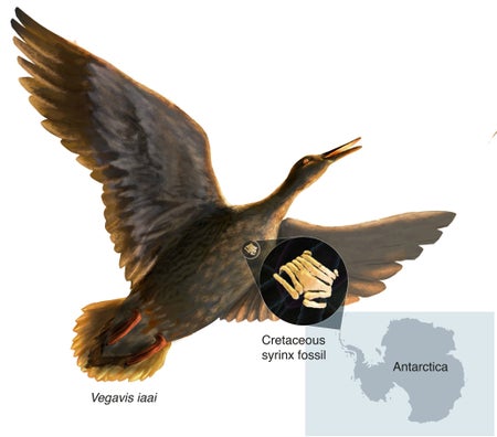 Vegavis