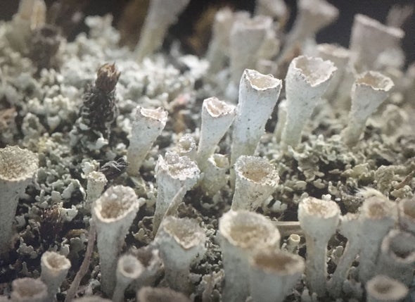 What Lichens Can Teach Us