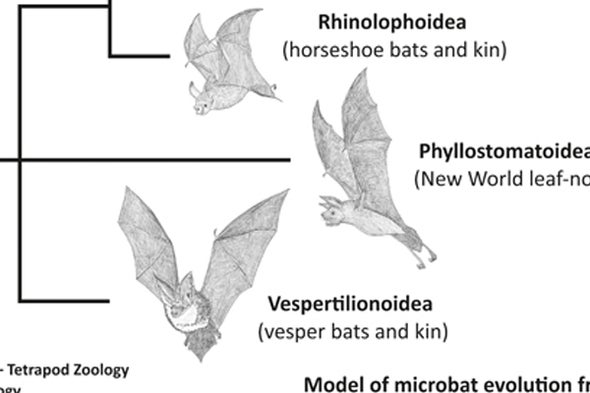 Fossil Bat Stories, Part 2: What Are Noctilionids? What Are Noctilionoids?