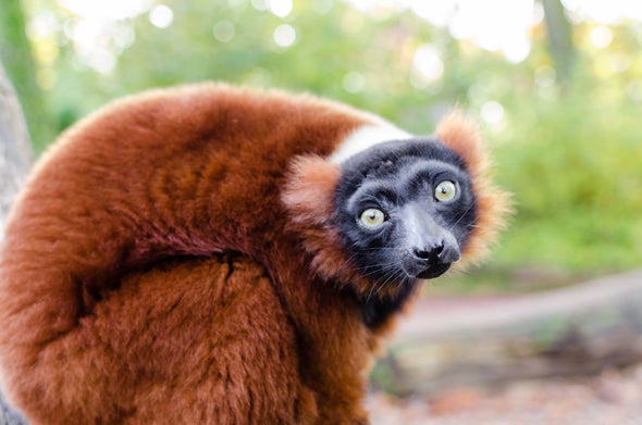 Who Eats Lemurs? The Answer Is More Complex Than You'd Think - Scientific  American Blog Network