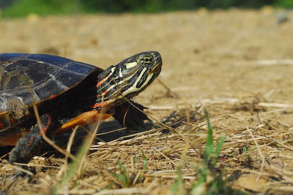 How a Painted Turtle Finds Its Way