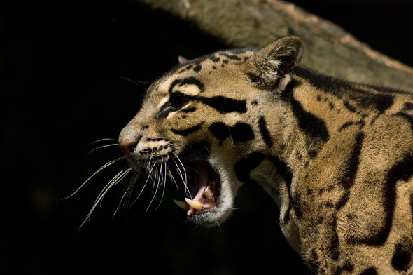 Clouded Leopards Threatened by Sudden Increase in Poaching and Live Trade