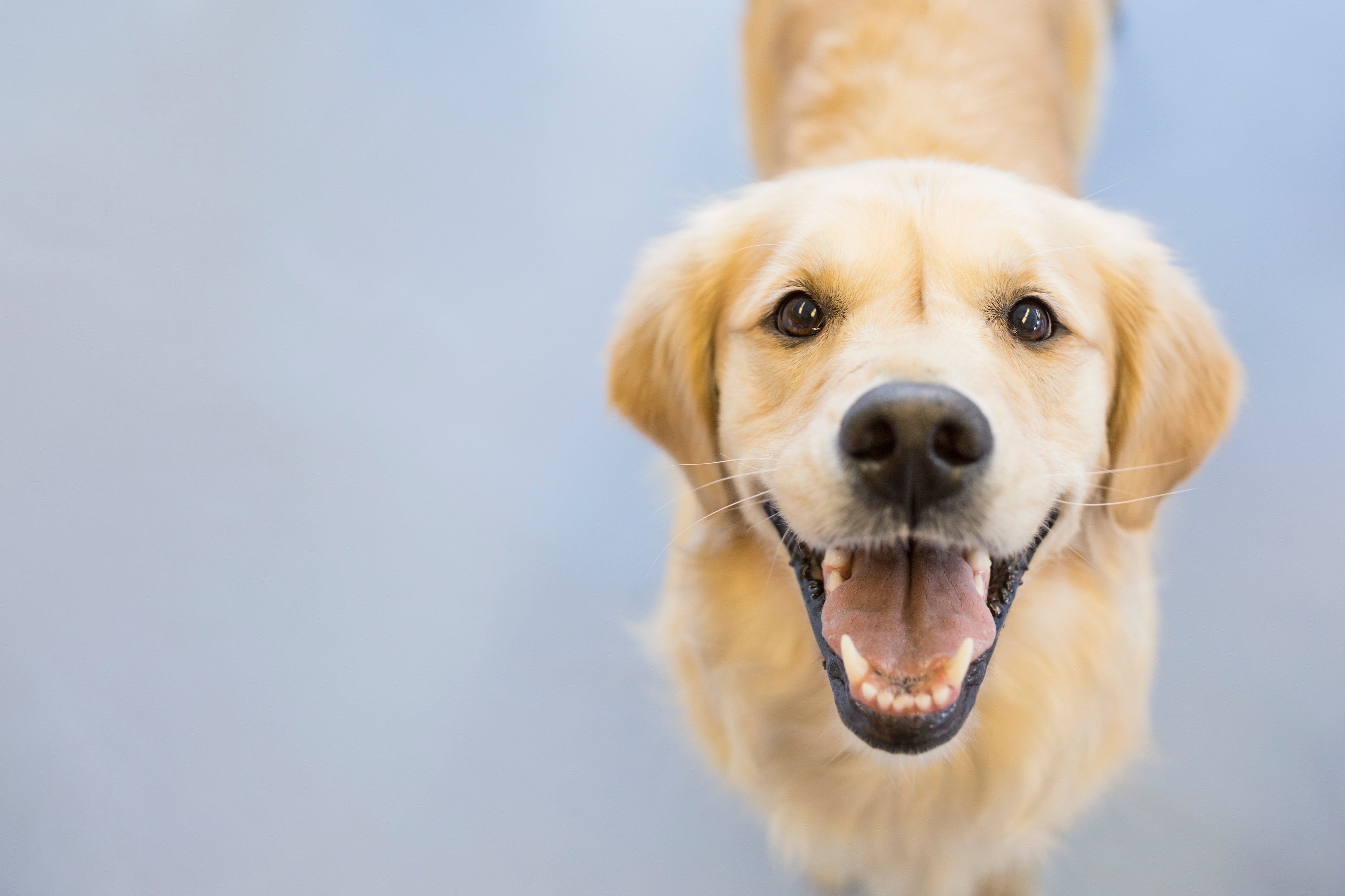 just for dogs probiotic