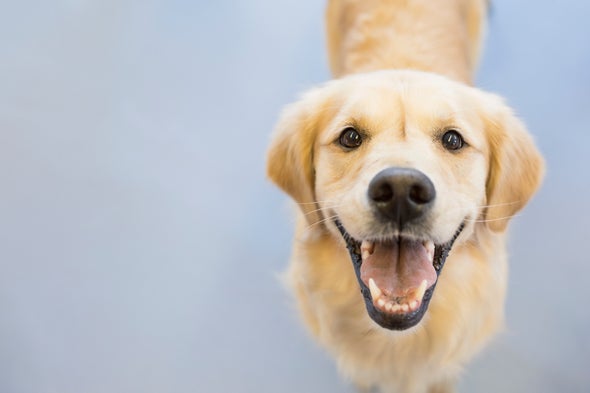 Are Dogs Probiotic?