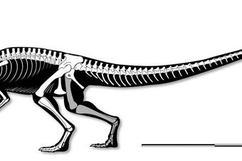 Stunning Skeleton Reveals Early Carnivorous Dinosaur