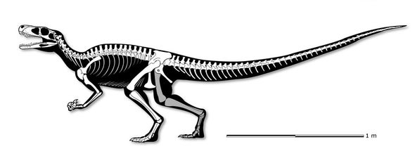 Stunning Skeleton Reveals Early Carnivorous Dinosaur Scientific