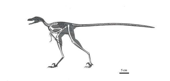 Paleo Profile: Yang Zhongjian's Lizard