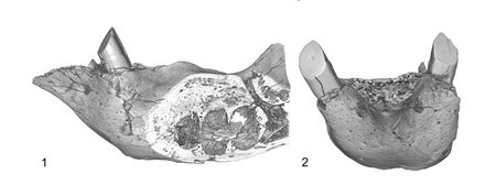 Sloth jaw