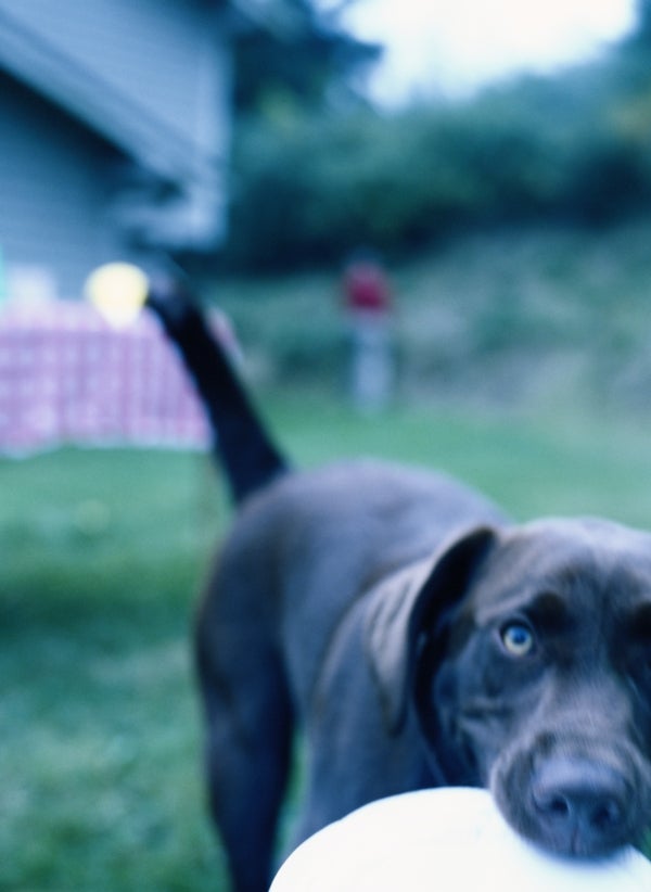 what dogs have naturally cropped ears