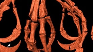 Spectacular Fossil Bird Foot Preserved in Amber