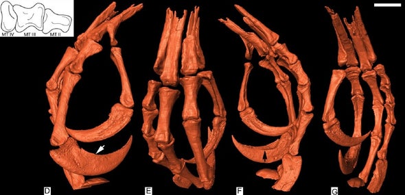 Spectacular Fossil Bird Foot Preserved in Amber