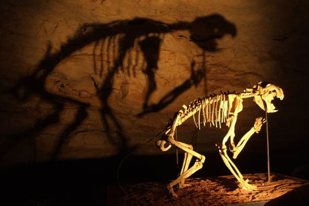 Thylacoleo