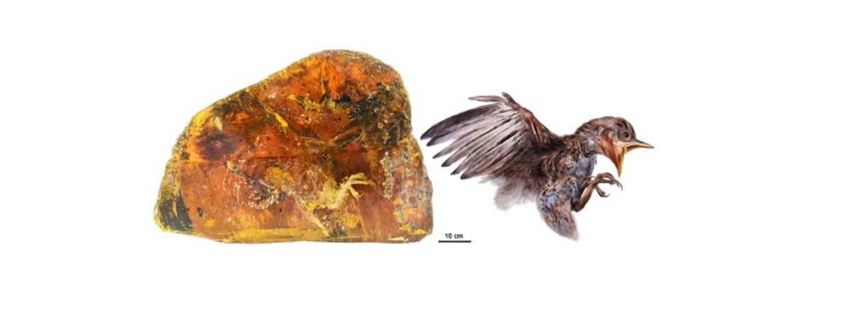 A Window to the Age of Dinosaurs