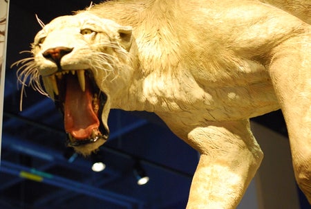 Homotherium