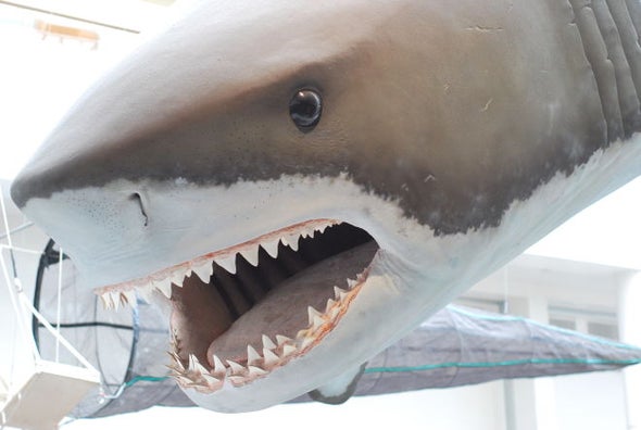 We Still Don't Know What Killed the Biggest Shark of All Time