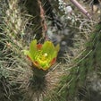 Prickly but Unprotected: 18 Percent of Cactus Species at Risk