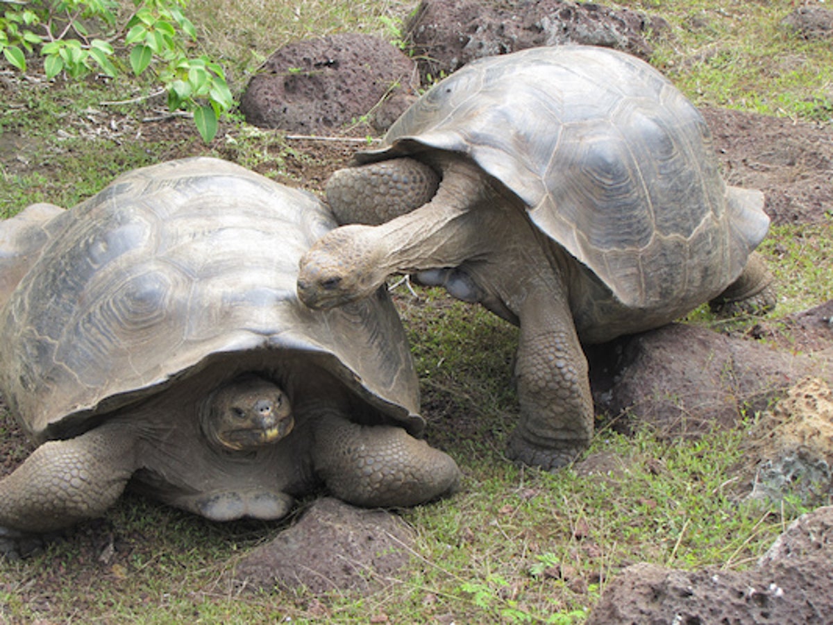 The Rise of the Bro Tortoise | Scientific American