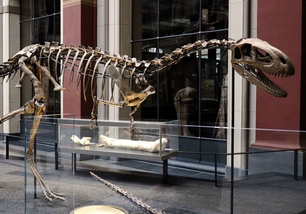 Elaphrosaurus skeleton