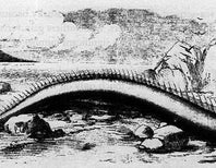 More Oarfish And This Time They’re Alive