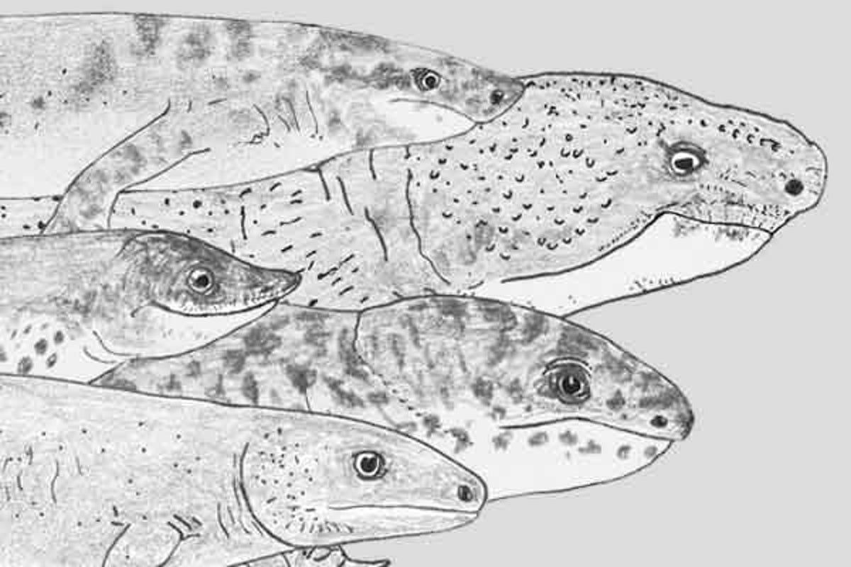 The Microsaurs of Yore