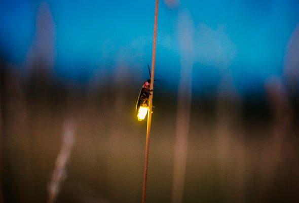 11 Cool Things You Never Knew about Fireflies