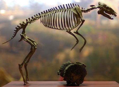 Eohippus