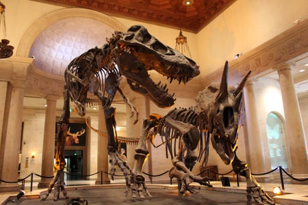 Dinofight