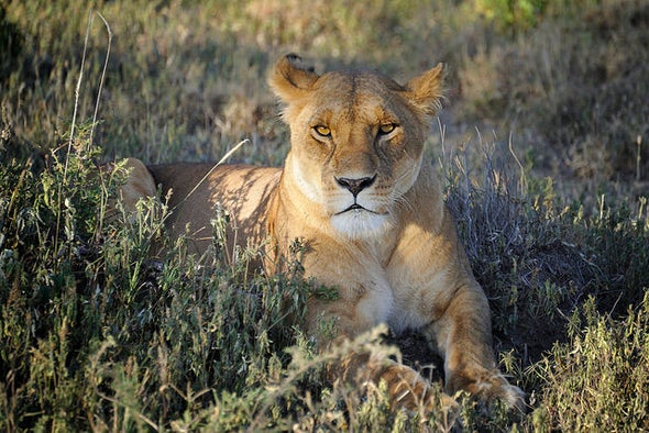 African Lion Populations Drop 42 Percent in Past 21 Years