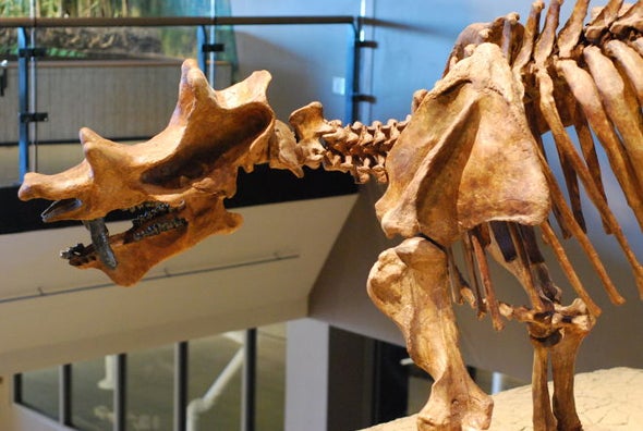 The Time 19th-Century Paleontologists Punched It Out