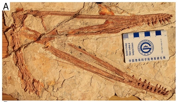 Hundreds of Fossilized Pterosaur Eggs Uncovered in China - The New York  Times