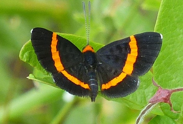 Lost Butterfly Rediscovered after 56 Years