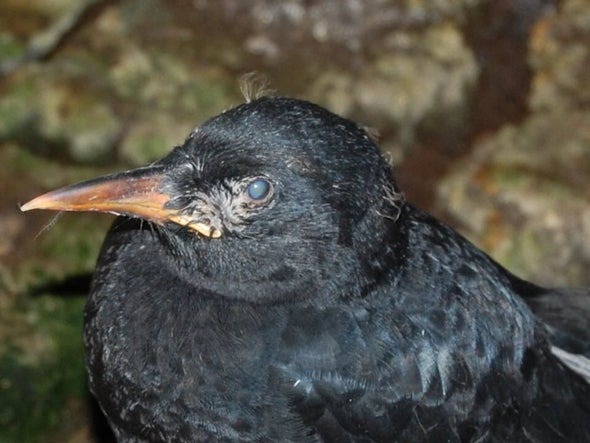 What's Blinding (and Killing) This Rare Scottish Bird?