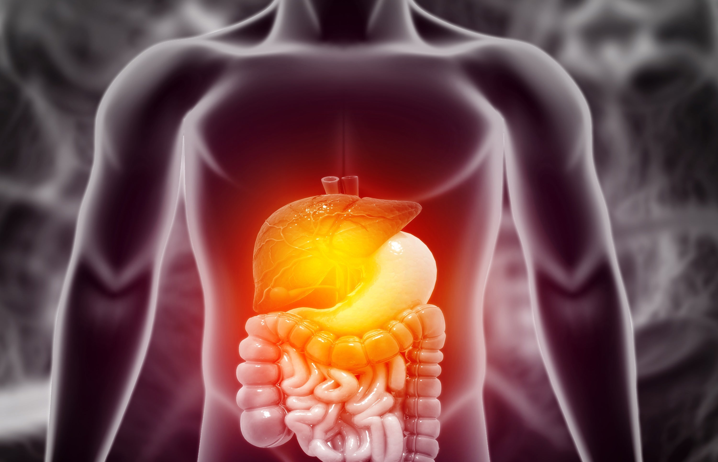 3d illustration of the human digestive system with the liver highlighted red with inflammation