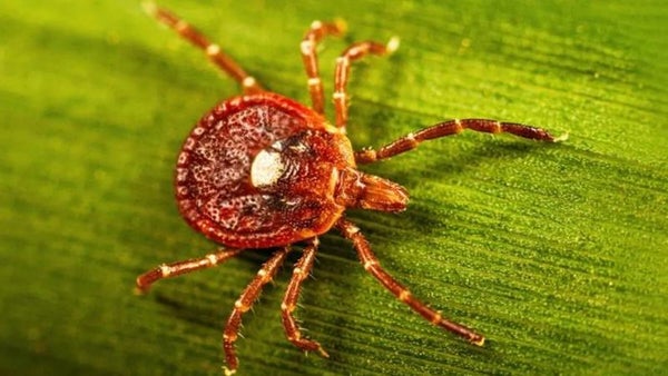 A lone star tick on a leaf