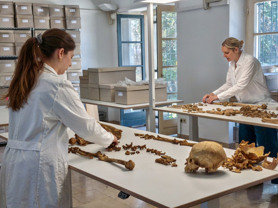 Two people in lab coats organizing unearthed human skeletons on a table