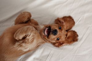 A dog "smiling" up at the camera