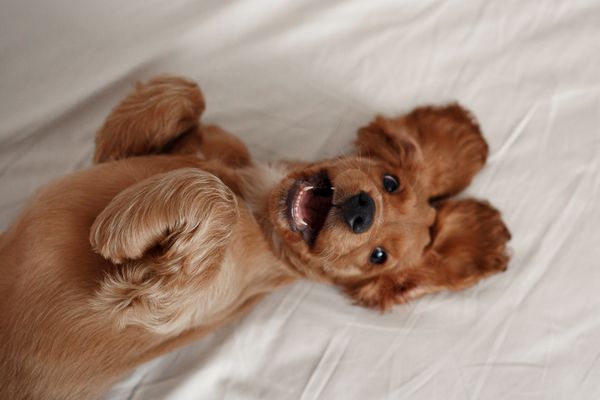 A dog "smiling" up at the camera