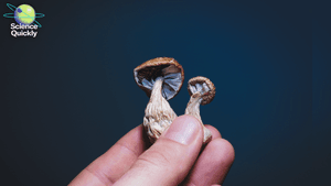 An image of psilocybin psychedelic mushrooms in man's hand on blue grey background.