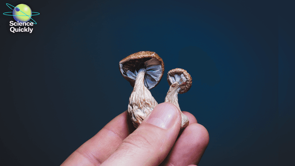 An image of psilocybin psychedelic mushrooms in man's hand on blue grey background.