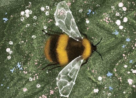 Illustration showing the overhead view of a bee in flight over a field of flowers by Masha Foya.