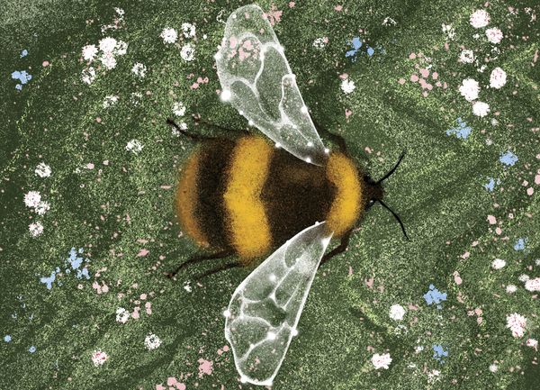 Illustration showing the overhead view of a bee in flight over a field of flowers by Masha Foya.
