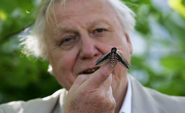 Medium close-up of David Attenborough holding a moth