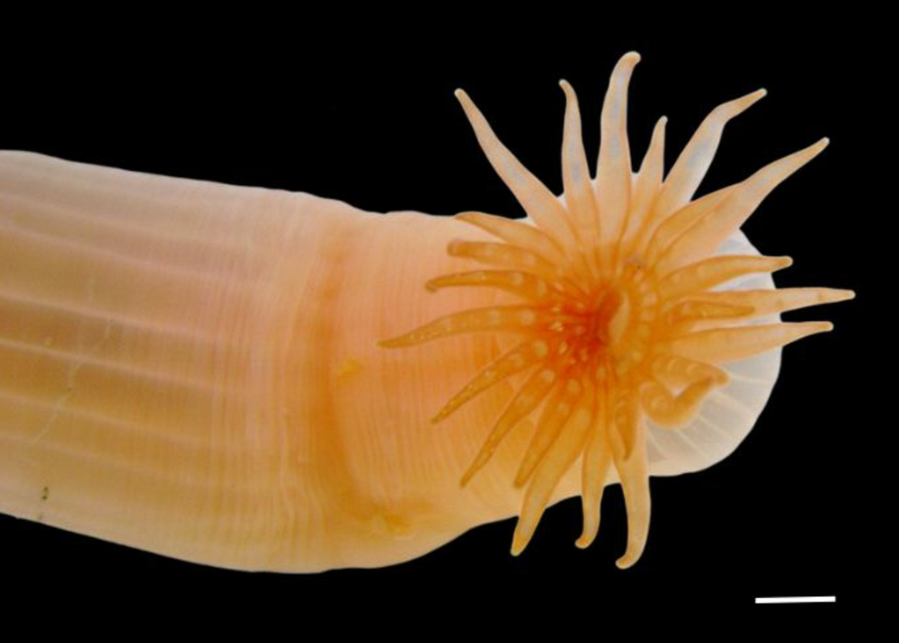 Esta imagen muestra una rara anémona de mar excavadora. Es de color naranja claro y sus tentáculos miran hacia la cámara.