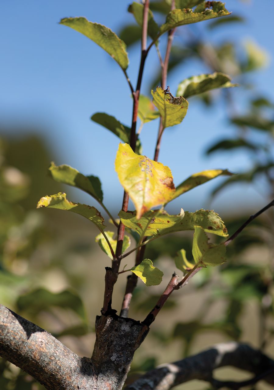 Small leafy twigs that have been grafted into an apple tree emerge from a thick branch.
