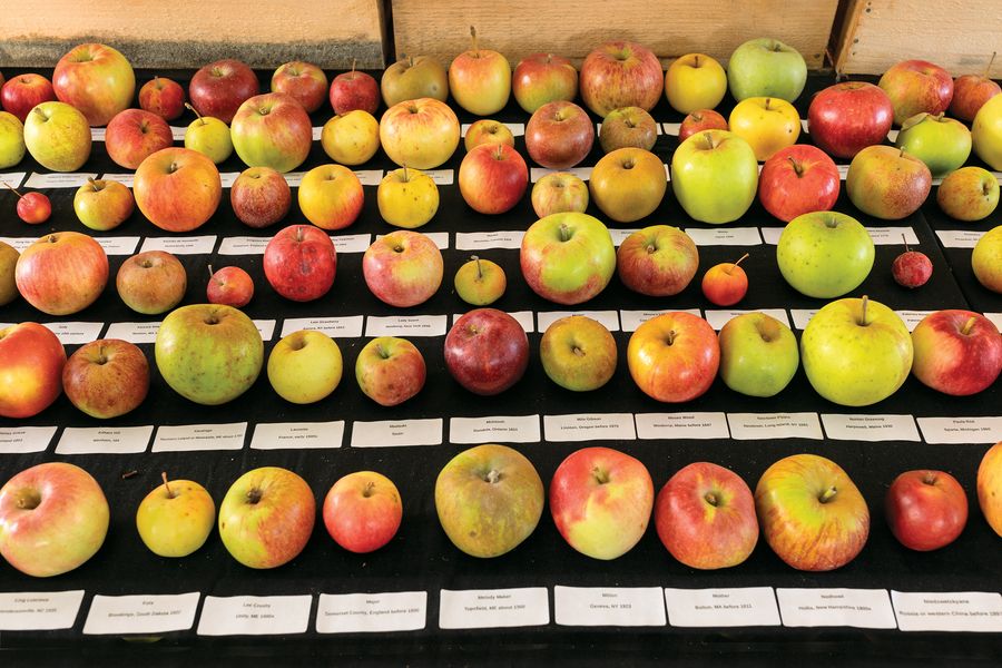 Dozens of apples of various sizes and shades of red, yellow and green are organized on a table. Beneath each apple is a white paper label naming its variety.