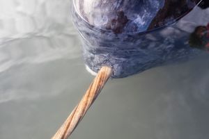A close-up of a narwhal’s head showing the tusk protruding from the mouth.