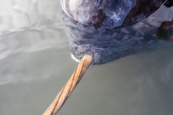 A close-up of a narwhal’s head showing the tusk protruding from the mouth.