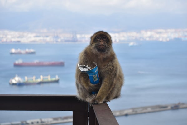 A macaque holding a tube of Pringles.