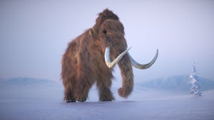 A woolly mammoth roams through a snowy environment, displaying its large size and distinct tusks. The icy surroundings highlight the ice age setting and the mammal's fur. This is a 3d render illustration