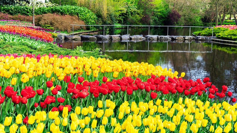 tulips blooming in Keukenhof Gardens